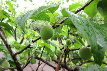 Plums are ripen
