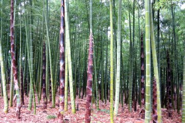 Bamboo sprouts