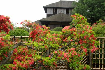 Kobuntei house and azalea bushes