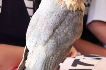 Barn owl at the petting zoo.