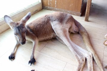 Kangaroo at the petting zoo.