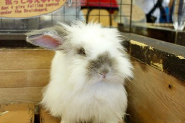 Rabbit at the petting zoo.