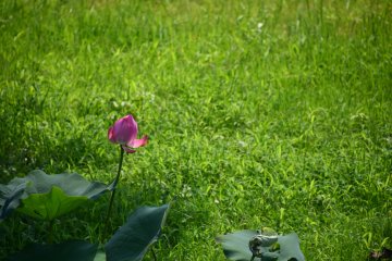 Lone lotus under the shade of a tree