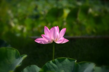 Found a blooming lotus!