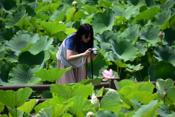 A girl was taking a picture of lotus up close