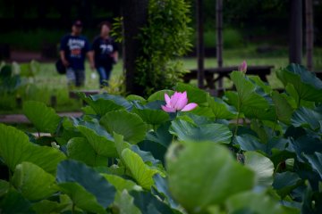 Brilliant lotus in the dark