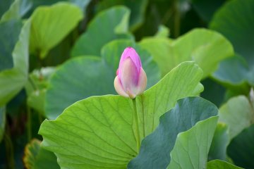 Getting ready to bloom