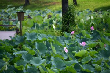 A few lotus were blooming in the corner of the pond