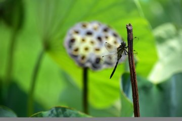 Dead seed pod and a dragonfly heralding the coming fall