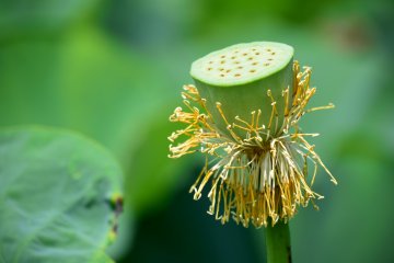 Fresh seed pod