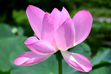 Beauty before dying