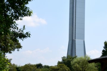 Lone lotus with the observation tower in the backdrop