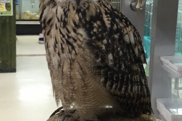 Burung hantu ini dijual
