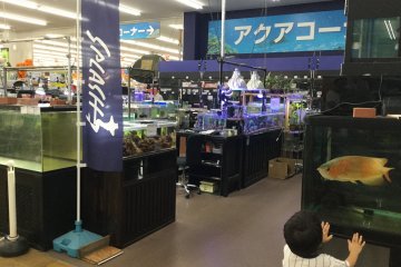 Area akuarium