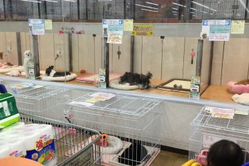 Bagian hewan peliharaan, penuh anak anjing dan anak kucing manis