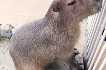A capybara at the petting zoo in the Tempozan Marketplace.
