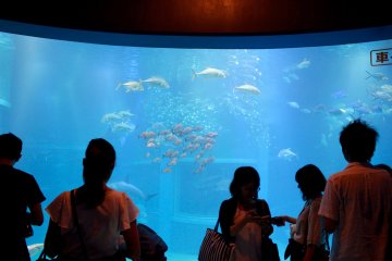 Visitors observing fish in the Kaiyukan's main tank.