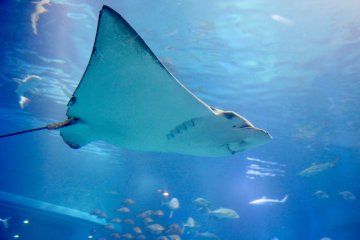 A stingray in the Kaiyukan's main tank.