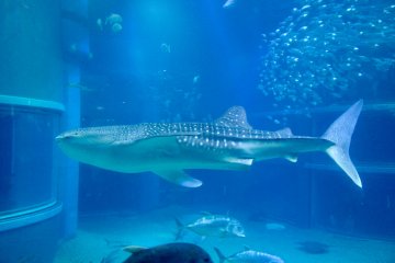 One of the Kaiyukan's whale sharks.
