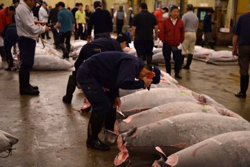 Tsukiji Fish Market Relocation Delay