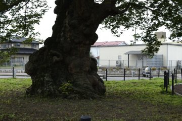 An Ancient Tree