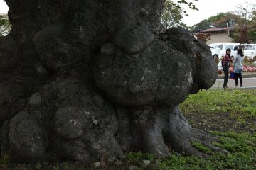 Young girls and the sacred tree