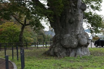 Keyaki wood could build a castle or a daimon (great gate) of a temple