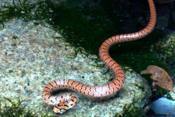 I found this Japanese Forest Rat Snake in a pool next to a Buddhist shrine