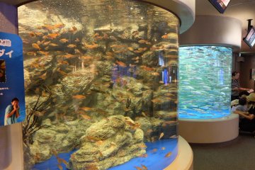 The tall fish tank