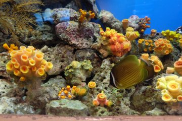 We are able to watch the fish swimming closely. 