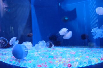 Jellyfish