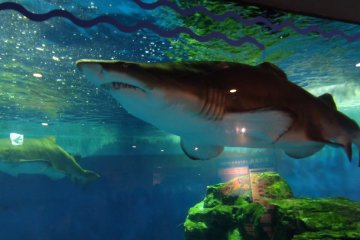 The shark tank