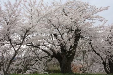 Sakura near Chubu onsen