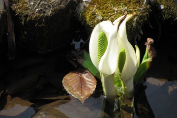 Flowers growing in a brook