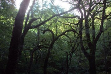 Juniko's lakes are immersed in a beautiful and mysterious forest.