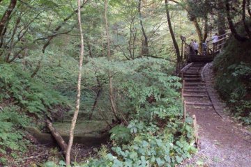 There are various paths that wind through the trees to the different lakes and ponds.