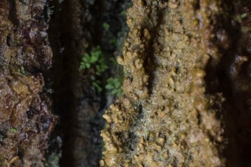 Some greenery growing in the cave walls