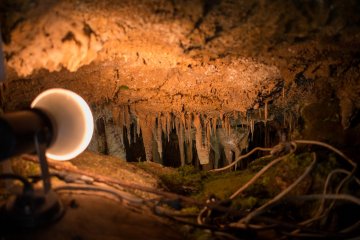 A forest of illuminated stalactites