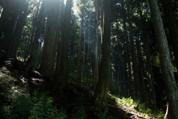 The forest around the mines