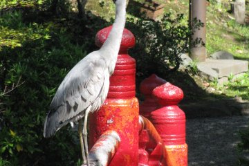 Bangau di pusat Tokyo