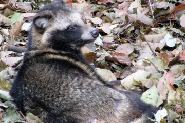 Rakun di Taman Yoyogi, Tokyo