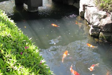 Ikan Koi di Asakusa, Tokyo