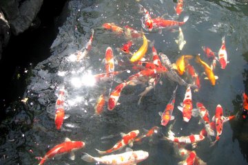 Koi di Taman Istana Tokyo