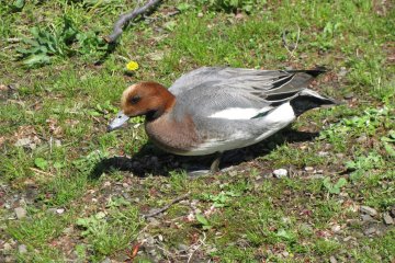 Bebek di Taman Ueno, Tokyo