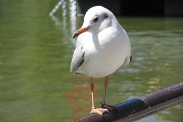 Burung Camar besar di Taman Ueno, Tokyo