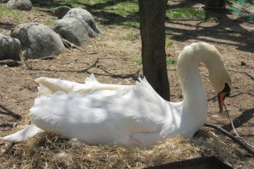 Sarang angsa betina di Istana Matsumoto 