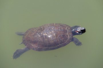 Kura-kura yang berenang di Istana Tokyo