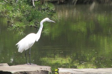 Bangau di Taman Shinjuku, Tokyo