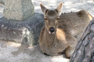 Slaah satu rusa di Miyajima