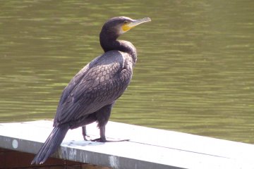 Seekor burung di taman bunga Hamamatsu